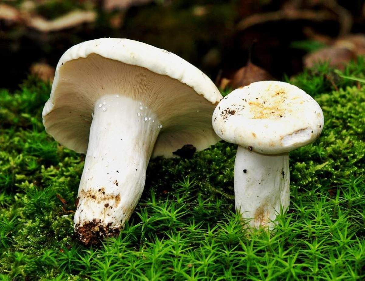 разновидности грибов груздей с фото