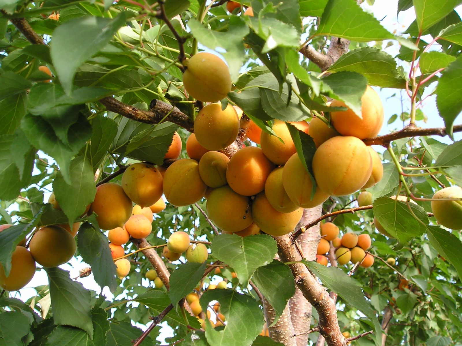 плодовые деревья краснодарского края фото и названия
