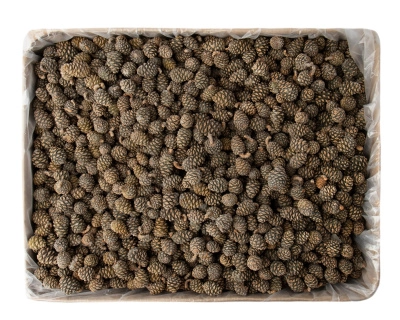 Шишка сосновая замороженная, 250гр.