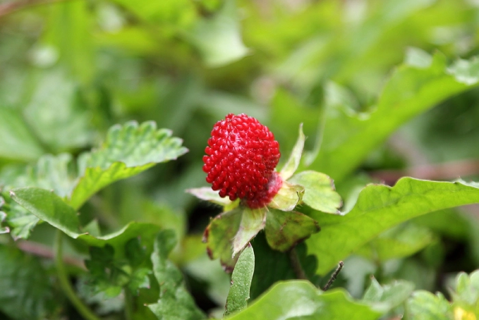 Есть или не есть? Что такое ложная земляника? Есть или не есть? Что такое ложная земляника?