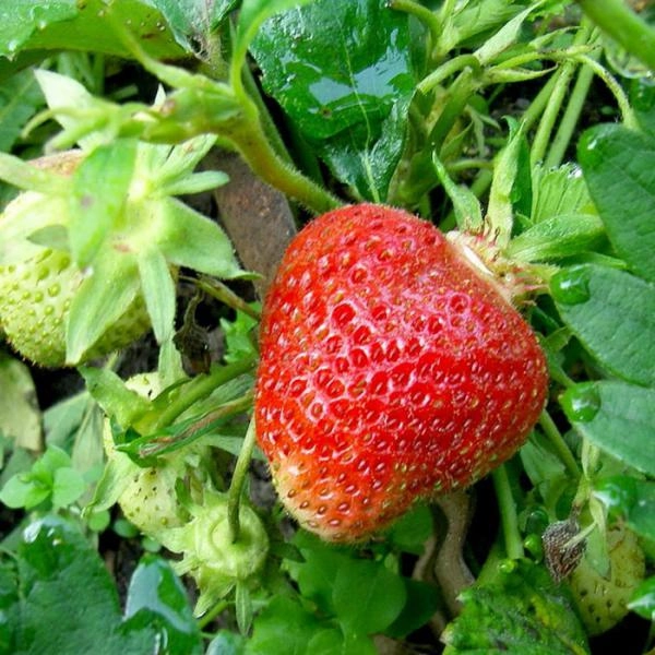 Клубника 3 (1).jpg