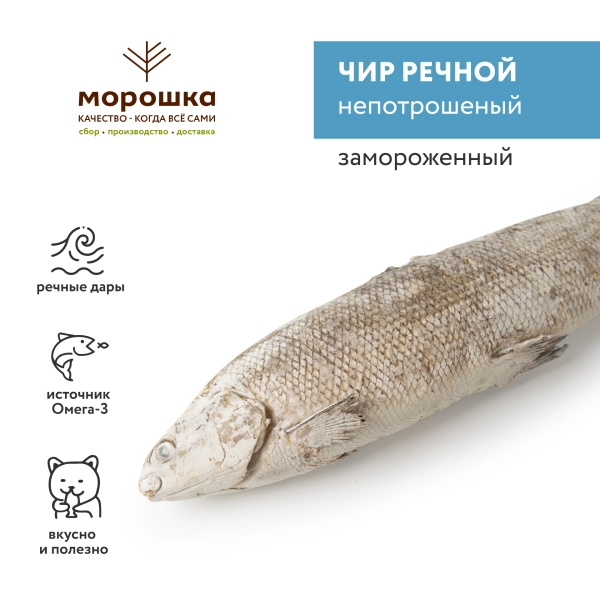 Чир замороженный, непотрошеный