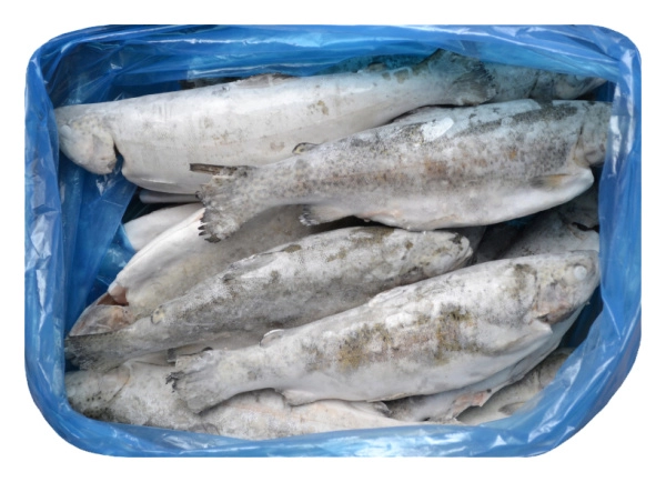 Форель радужная потрошеная с/г