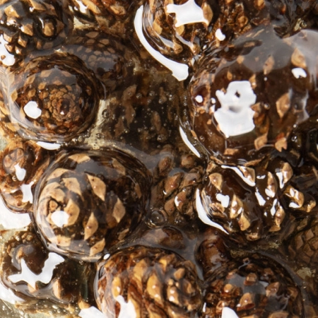 Варенье из сосновой шишки, 0,25 л