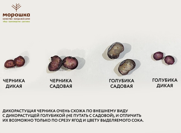 Голубика дикорастущая замороженная