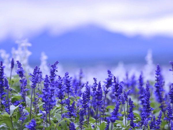 Шалфея лекарственного листья 50 гр