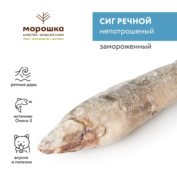 Сиг замороженный, непотрошеный